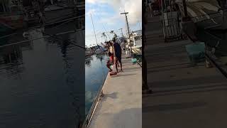 Akule hand pole fishing kona harbor [upl. by Ierna]