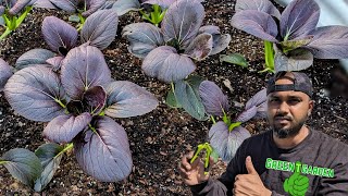 How to Harvest Bok Choy amp Keep It Growing For the Season bokchoy garden gardening [upl. by Magnolia]