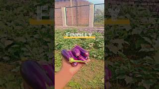 APNE kitchen Garden ke Brinjal villagefarmerlife ytshorts villagefarm hindisong rurallifestyle [upl. by Abbie910]