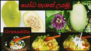 How to cook giant passion fruitGranadillapassiflora quadrangularisඩොංගා පුහුල්යෝධ පැශන් උයමු [upl. by Einahpets]