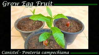 Eat It and Grow It Egg Fruit Seeds  Pouteria campechiana [upl. by Irtimd]