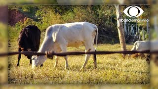 quotMal da vaca loucaquot Ministério da Agricultura confirma dois casos da doença no Brasil [upl. by Onitnerolf]