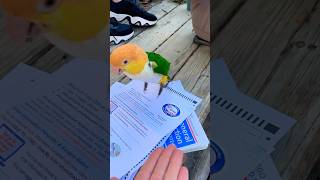 Puffman Caique Commits Voter Interference Hopping on Ballots caiqueparrot parrot funnyshorts [upl. by Roderic]