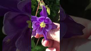 cottagegarden aquilegia [upl. by Ellicul270]