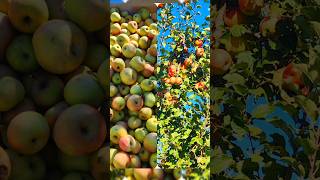 Apple farm  Apple picking stlouis farming gardening apple nature travel shorts [upl. by Ocirne]