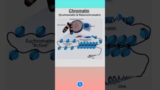 Chromatin  Euchromatin and Heterochromatin [upl. by Hunfredo]