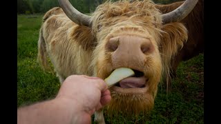 Lets go feed some cows Jan 2020 [upl. by Foskett]