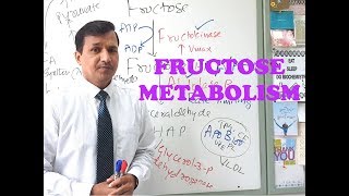 Fructose Metabolism  High Yield Review [upl. by Aloivaf236]