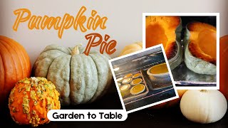 How to make Pumpkin Pie from Scratch  Jarrahdale Blue Pumpkin  SEED TO TABLE [upl. by Nevyar247]