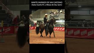 MANTO SAGRADO DE SAN CAYETANO FC shortsvideo horse pasofino shortsvirales [upl. by Iluj]