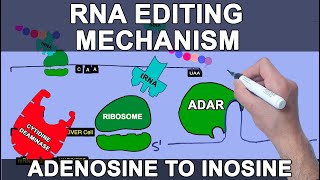 Mechanism of RNA Editing  Site Specific Deamination [upl. by Elinad]