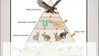 Producers Consumers Decomposers [upl. by Melena]