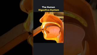 Human digestive System How it works 3danimation [upl. by Dnomzed]