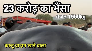 पुष्कर में आया 23 करोड़ का 1500 kg वज़नी अनमोल भैंसा  Pushkar mela 2024 [upl. by Rolando]