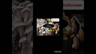 mushroom healthbenefits [upl. by Dis]