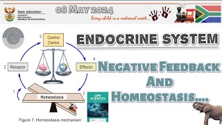 Endocrine System  Negative Feedback and Homeostasis  Full Class  Response 08052024  grade12 [upl. by Cleveland]