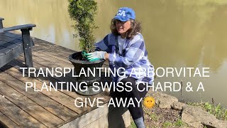 TRANSPLANTING ARBORVITAEPLANTING HEUCHERA SWISS CHARD AND CILANTRO PLUS A GIVEAWAY 🌞 [upl. by Emorej]