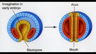 Types of Eucoelom or coelom Schizocoelous vs enterocoelous [upl. by Eenolem789]