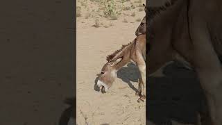 Donki thobada animals donkey youtubeshorts [upl. by Aholah]