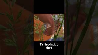 TaminoIndigo night [upl. by Watkin]