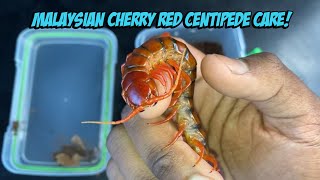 Malaysian Cherry Red Centipede Care Info Enclosure Setup And Feeding [upl. by Appilihp]