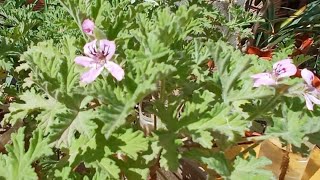 هذا أفضل وقت لإكثار نبات العطرشة العطرةPelargonium Propagation [upl. by Bonilla]