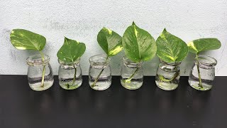 2 ways to grow money plant from single leaf very easy [upl. by Ajnin]