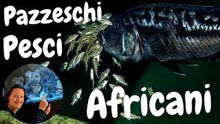 CHI SONO I CICLIDI AFRICANI E LE SCOMODE VERITÀ dai laghi Malawi Tanganica e Vittoria allacquario [upl. by Chaffin]