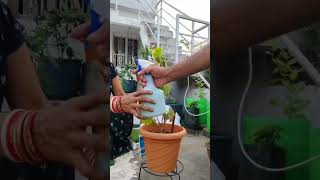 Adding fungicide to pana patra plant nature gardening fungicides plantcare shortvideo [upl. by Reh]