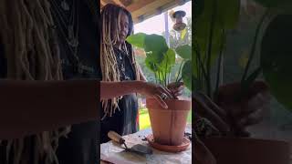 repotting my plants repottingandreplanting repottingplants gardenplants houseplants [upl. by Aneres]