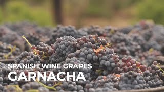 Spanish Wine Grapes Garnacha [upl. by Irroc]