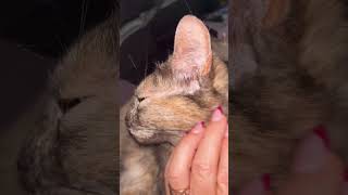 Cat massage catlover kittty asmrvideo catlover cat cute [upl. by Aerahs578]