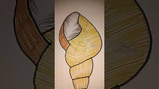 Conch beautiful shell drawing  sketch coloured shell [upl. by Laurentia]