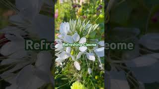 Cleome flower pacificnorthwest garden summer seattle bangladesh [upl. by Cecilio]