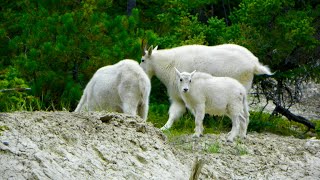 Jasper National Park Canada [upl. by Malha635]