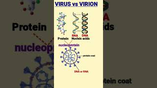 Difference between Virus and Virion  विषाणु और विरिओन  nucleoprotein [upl. by Schulz]