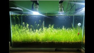 How Make Planted Aquarium with gerden soil [upl. by Enilkcaj]