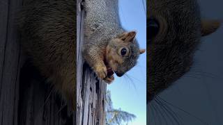 1 minute brunch with the Drunk Squirrel living on the edge animals friends reels free bangla 1 [upl. by Yecniuq]