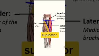 Cubital fossa Part 1 upper limb regional anatomy [upl. by Aihsenak855]