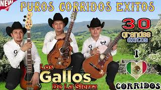 LOS GALLOS DE LA SIERRA  EXITOS RANCHEROS PUROS CORRIDOS  RANCHERAS MIX 2024 [upl. by Hope]