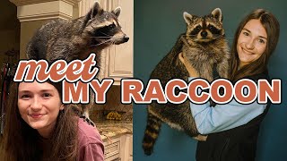 Meet My Pet Raccoon [upl. by Cila]