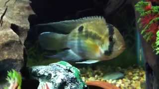 Keyhole cichlids in 29 gallon [upl. by Lapointe]