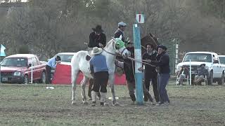 GRAN MONTA ESPECIAL 2 EMILIANO LALLI  “La Pequinesa” de LEOZ  CATEGORÍA BASTOS [upl. by Woodley]