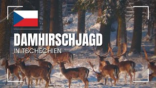 DAMHIRSCHJAGD in Tschechien  2024 [upl. by Robaina242]