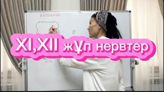 Тіласты және қосымша жұп нерв Nervus accessorius et hypoglossus неврология анатомия 1112 [upl. by Aerdma]