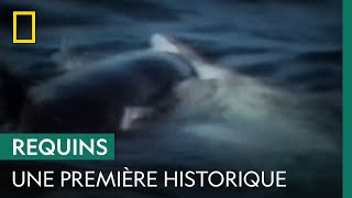 La première attaque filmée dune orque sur un grand requin blanc en 1997 [upl. by Mackoff]