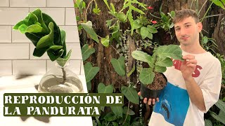 Tutorial para reproducir la pandurata o ficus lyrata [upl. by Tootsie40]