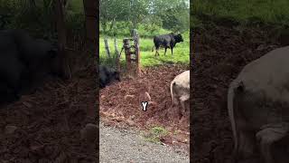 Toros Fuertes Hacienda La Montaña [upl. by Enyahc]