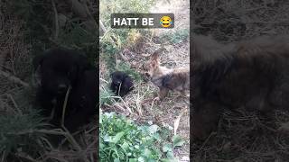 Hatt be funny video 😆😆😆😆😆😆germanshepherdpuppy doglover virelshorts [upl. by Gracie]