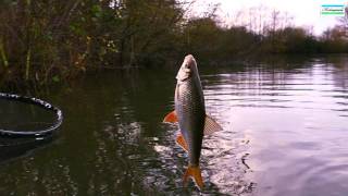 Roach On The Waggler in Winter [upl. by Ecirtnahc]